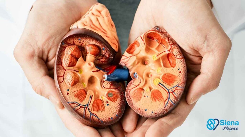 Hospice Care for Stage 5 Kidney Disease